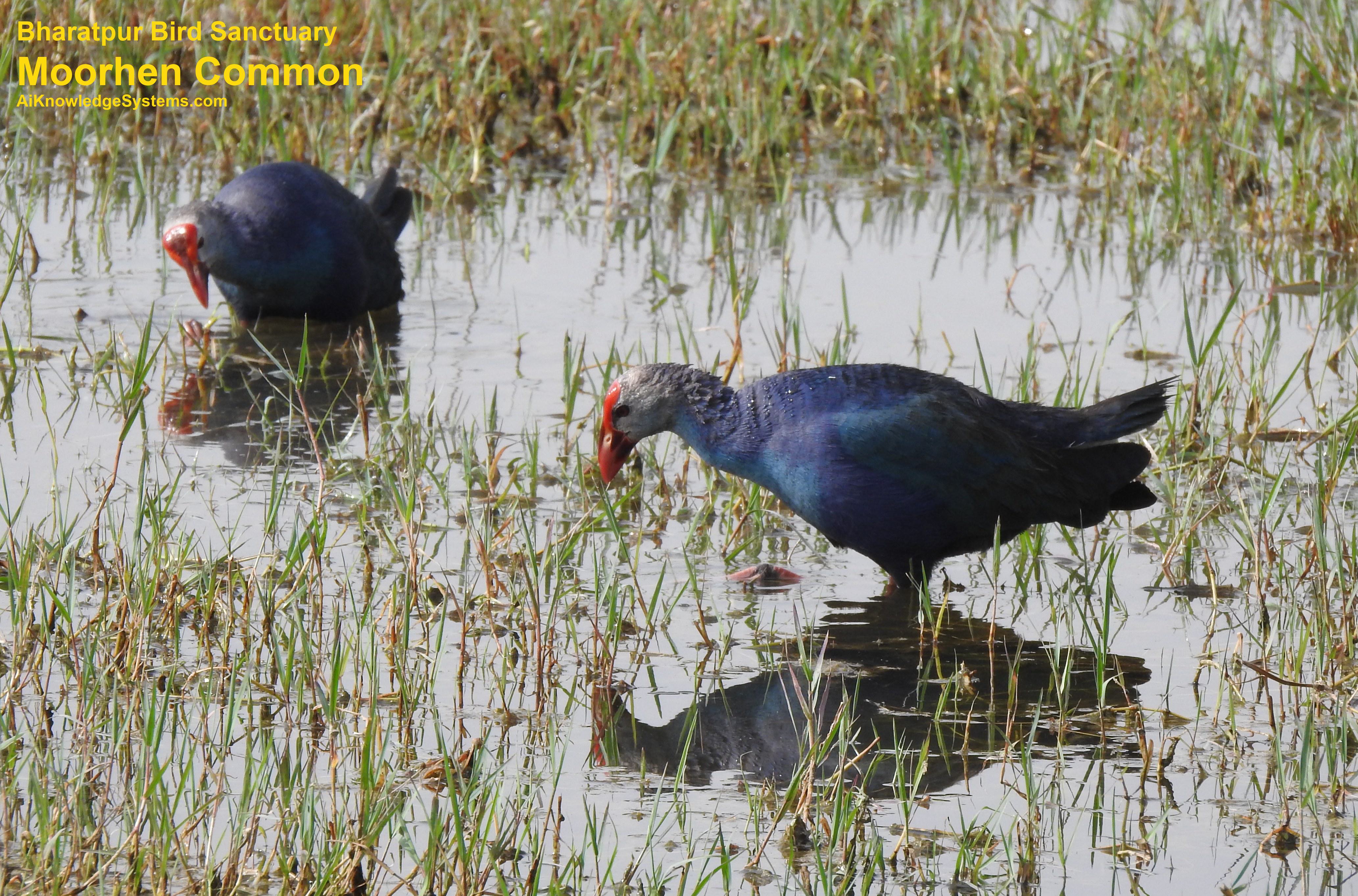 Moorhen Common (9) Coming Soon